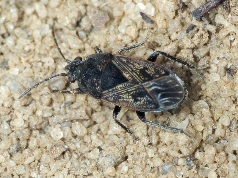 Trapezonotus arenarius (Linnaeus, 1758)